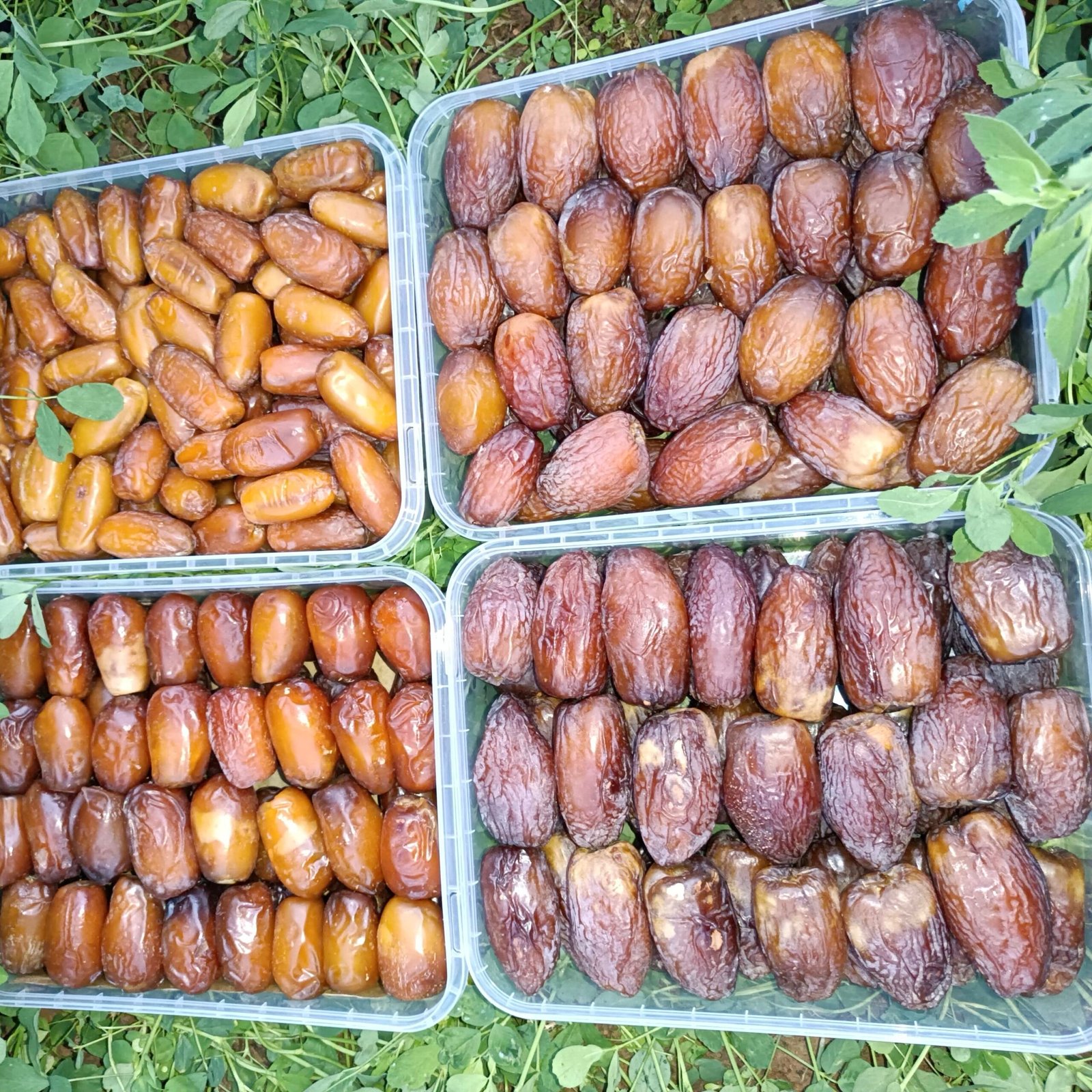 Pack ALBARAKA(باقة البركة )(توصيل مجاني)