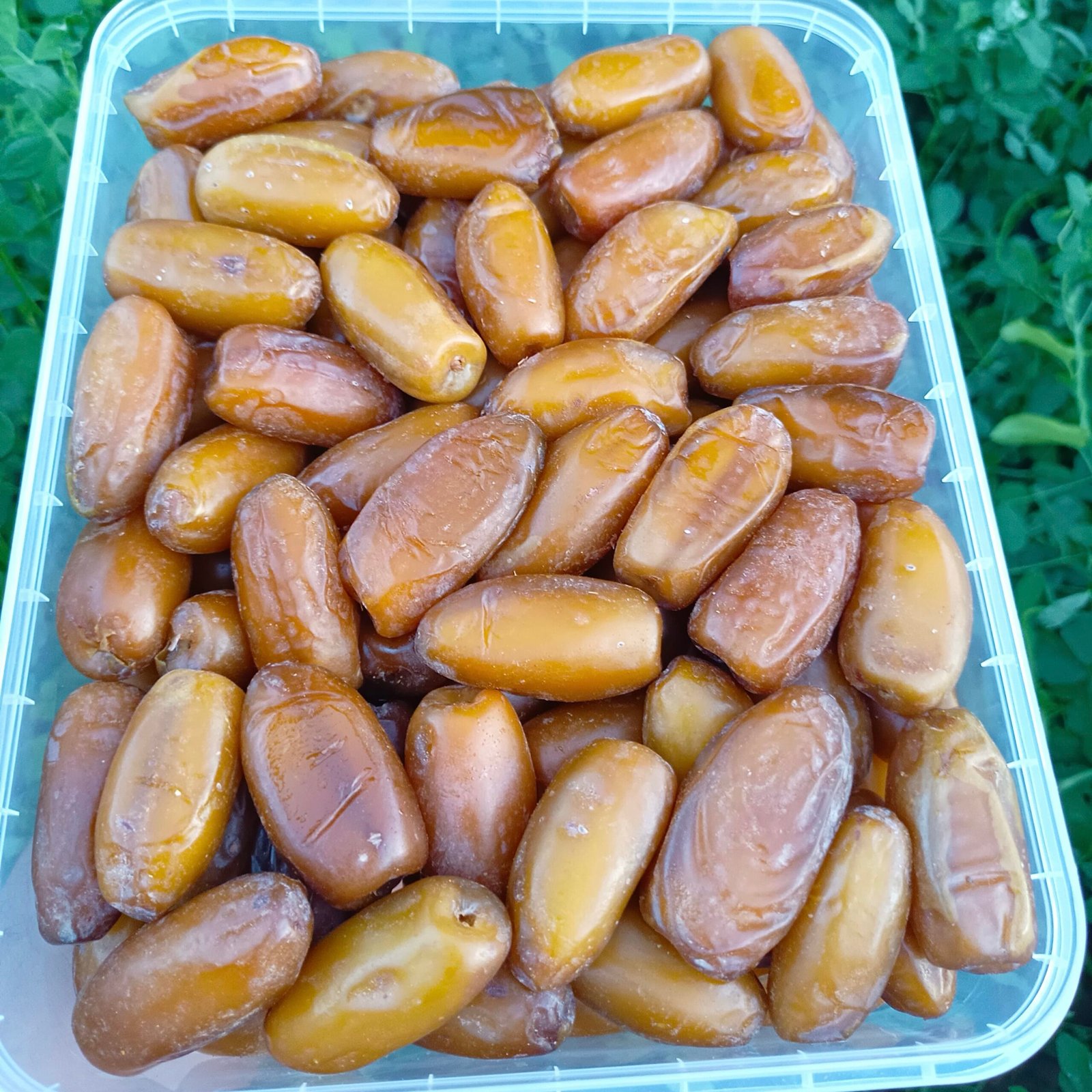 Dattes Azegza (تمور ازگزا)